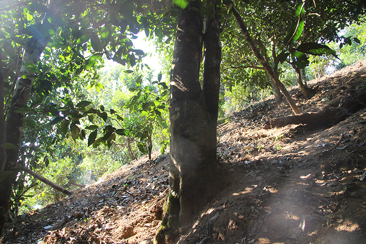 2021年廣別老寨古樹秋茶為何被稱為妖茶？