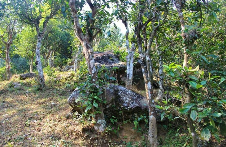 2021年勐宋那卡古樹秋茶特點(diǎn)？