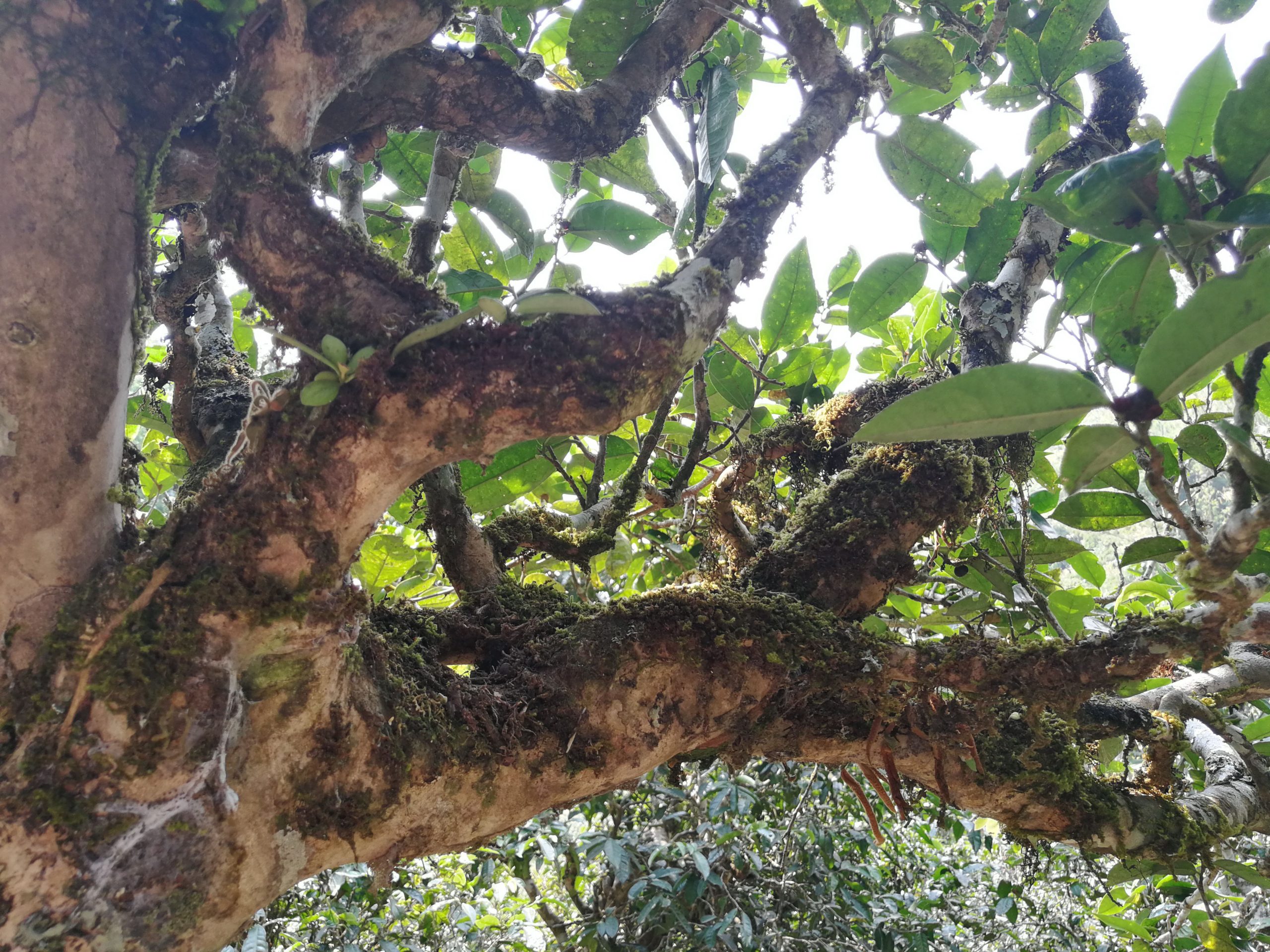 2021年勐宋那卡古樹(shù)秋茶多少錢(qián)一公斤？