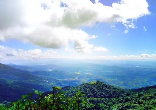 2021年滑竹梁子古樹秋茶特點(diǎn)？