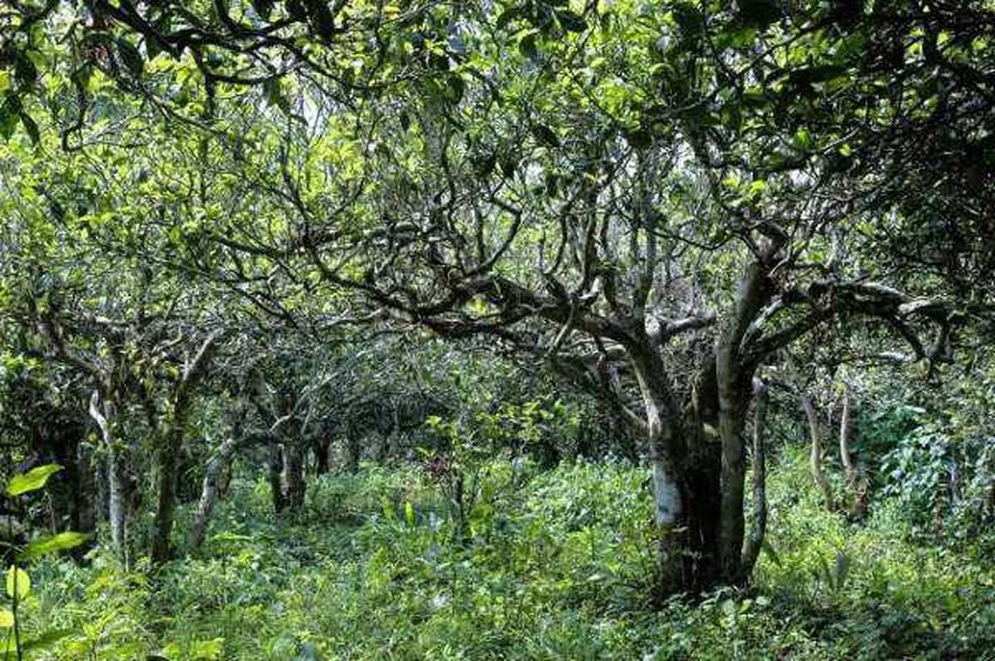 2021年滑竹梁子古樹(shù)秋茶口感？