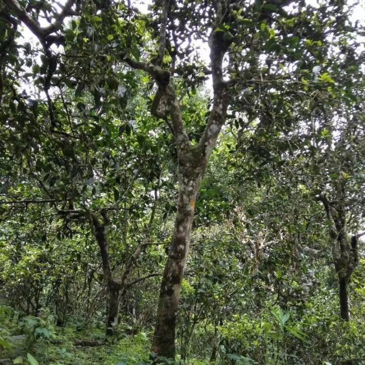 2021年巴達(dá)山章朗古樹(shù)秋茶口感？