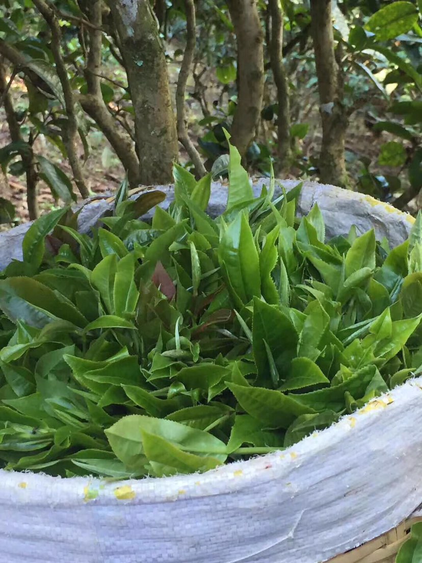 2021年巴達(dá)山章朗古樹(shù)秋茶多少錢(qián)一公斤？