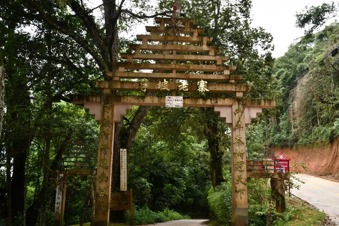 2021年南糯山半坡老寨古樹秋茶特點(diǎn)?