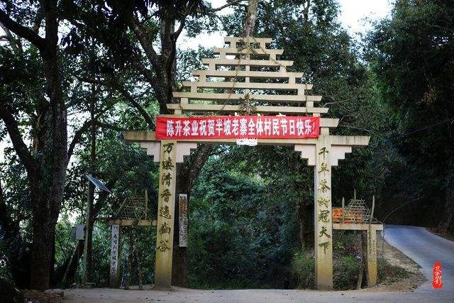 2021年南糯山半坡老寨古樹(shù)秋茶價(jià)格？