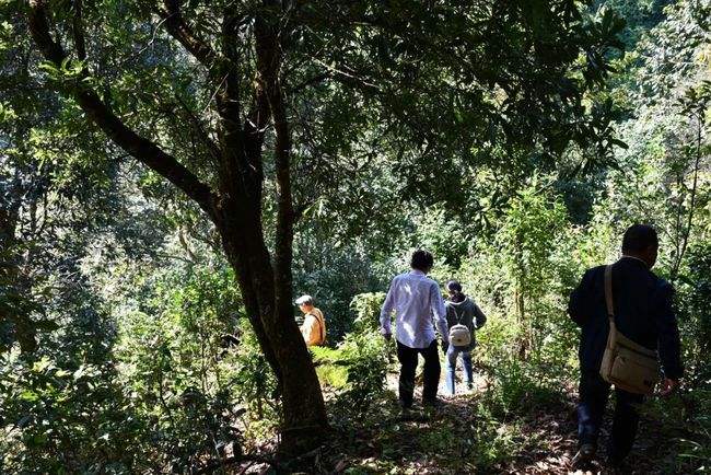 2021年南糯山拔瑪老寨古樹(shù)秋茶特點(diǎn)是什么？