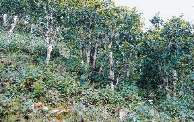 2022年須立貢茶普洱茶繞不開的古茶山！