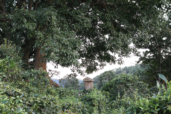 2022年迷帝古樹春茶口感是什么？