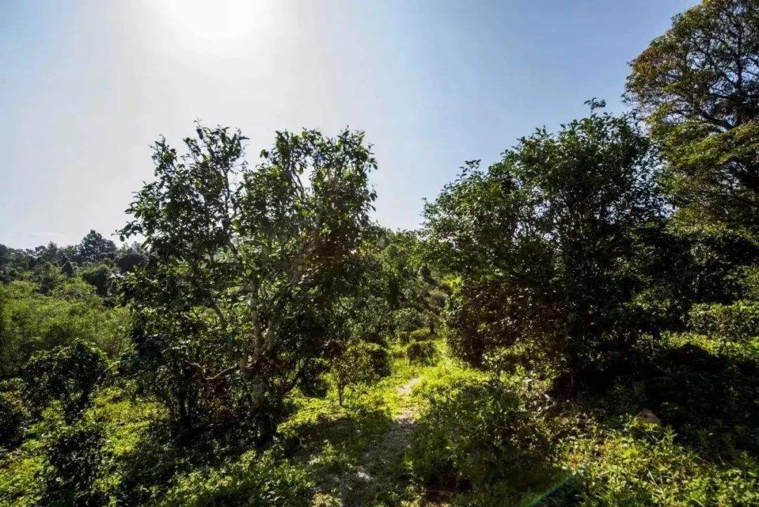 2022年迷帝古樹春茶多少錢一公斤？