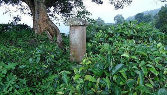 2022年迷帝古樹春茶價(jià)格？