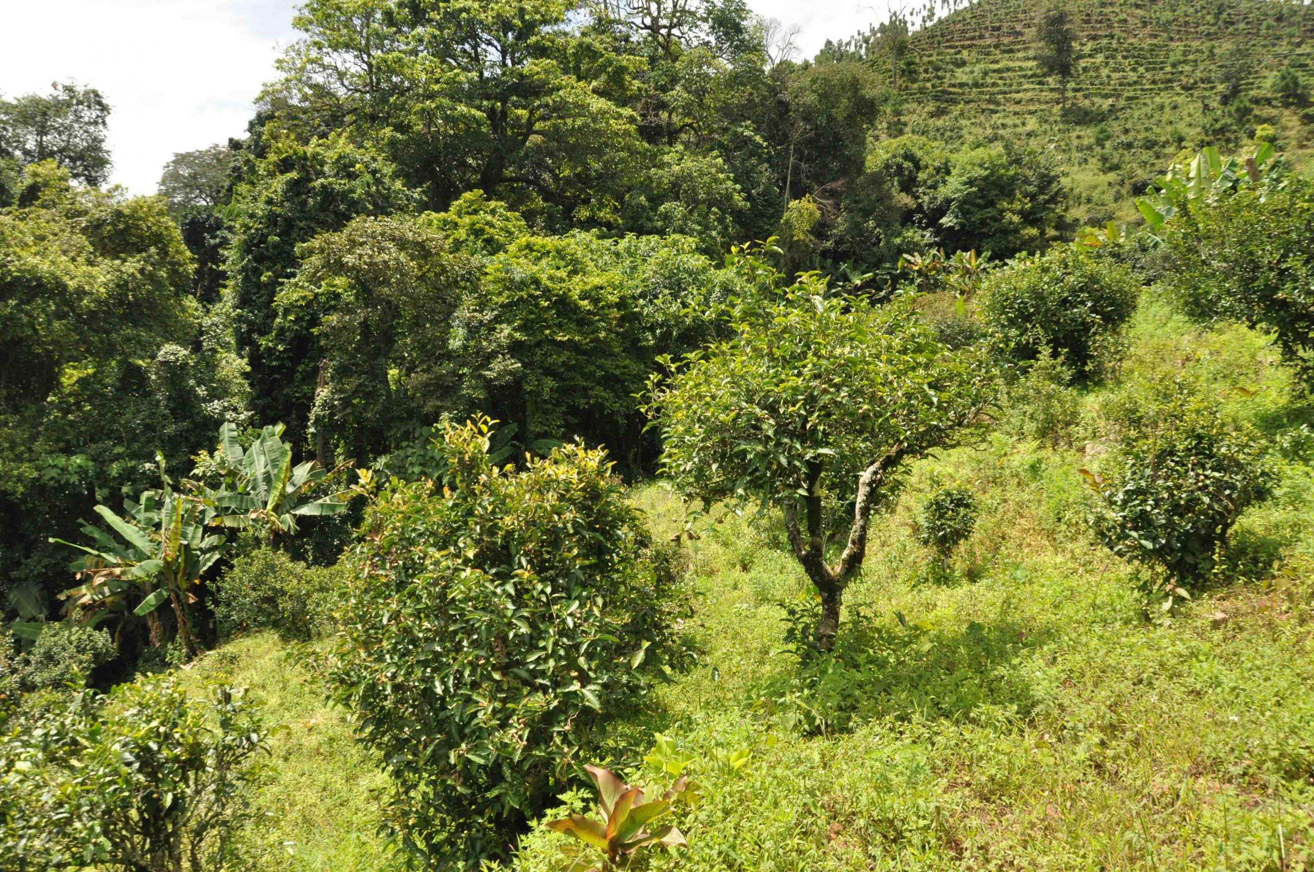 2022年墨江鳳凰窩古樹春茶特點是什么？