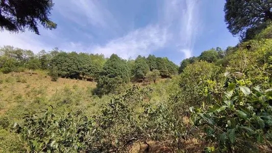 2022年墨江鳳凰窩古樹春茶口感是什么？