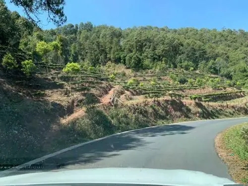 2022年墨江鳳凰窩古樹春茶價格？