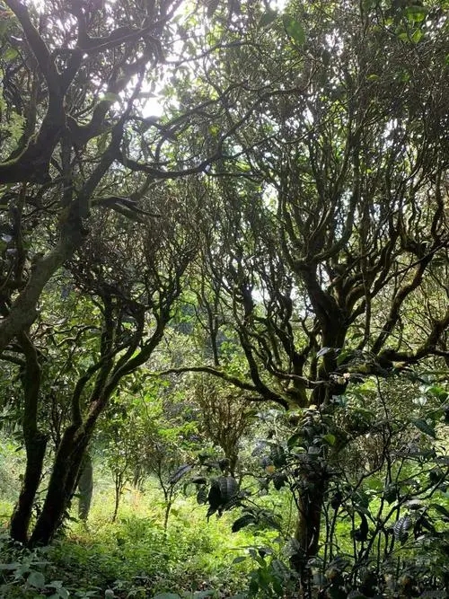 2022年墨江鳳凰窩古樹(shù)春茶多少錢一公斤？