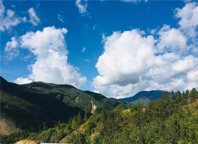 2022年景谷黃草壩古樹春茶多少錢一公斤？