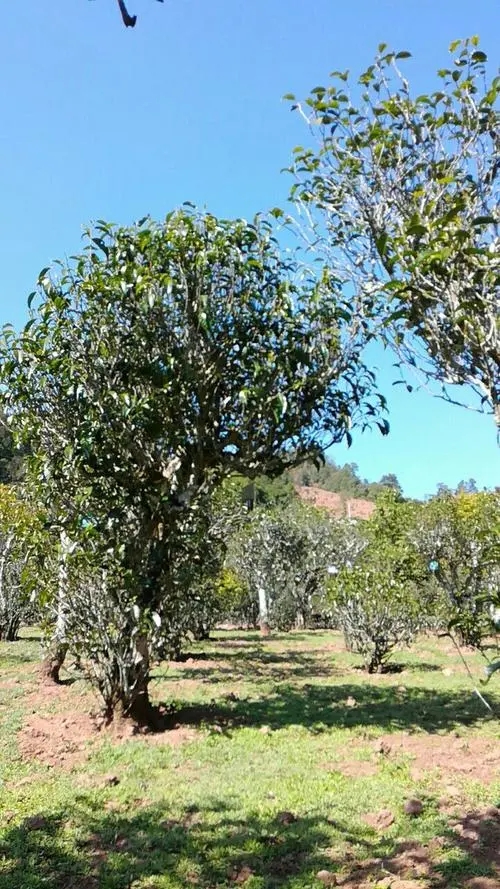 2022年景谷秧塔古樹春茶價(jià)格是多少？