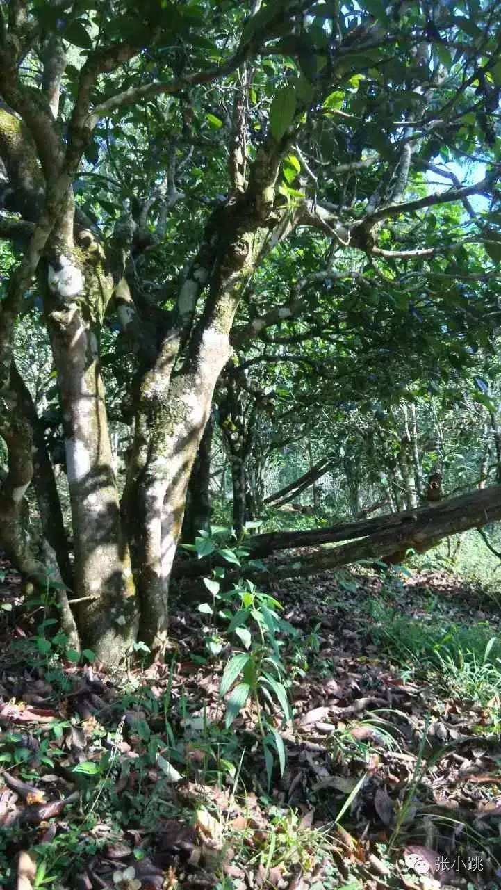 2022年景谷苦竹山古樹春茶價格多少?