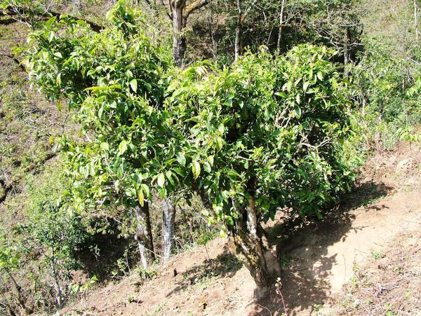 2022年景東御筆古茶山古樹春茶特點(diǎn)？