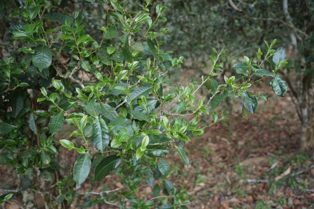 2022年景東哀牢山古樹春茶價格多少？