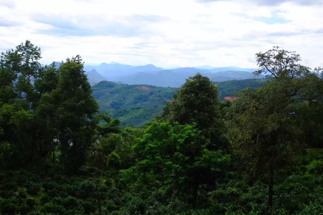 2022年景東祭茶祖 迎春茶，古樹春茶多少錢一公斤？