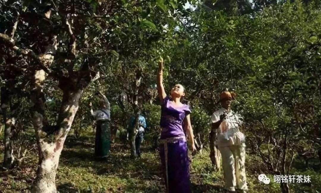 2022年鎮(zhèn)沅爺號(hào)大爺馬鄧古樹春茶特點(diǎn)？
