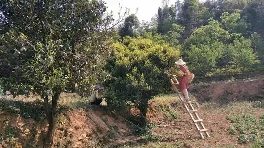 2022年鎮(zhèn)沅馬鄧古樹春茶口感是什么？