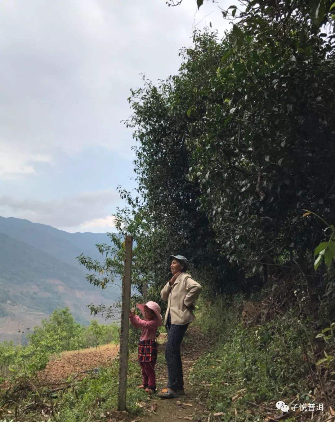 2022年鎮(zhèn)沅馬鄧古樹春茶多少錢一公斤？