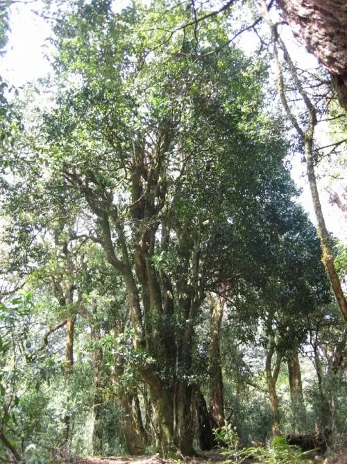 2022年鎮(zhèn)沅馬鄧古樹春茶價格是多少？