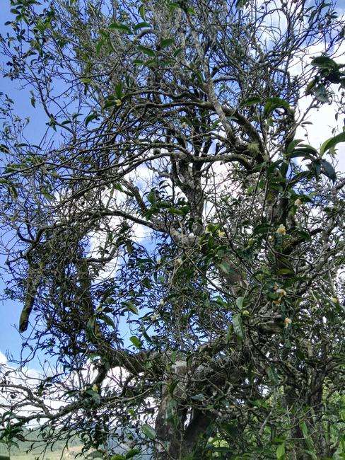 2022年鎮(zhèn)沅老海塘古樹春茶特點？