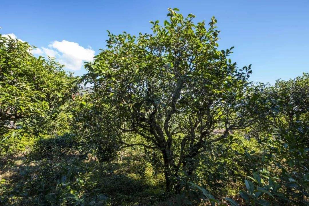 2022年鎮(zhèn)沅老海塘古樹春茶口感？