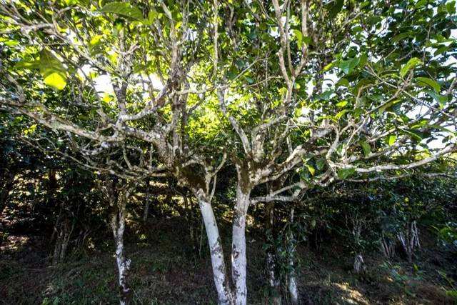 2022年鎮(zhèn)沅老海塘古樹春茶價格？