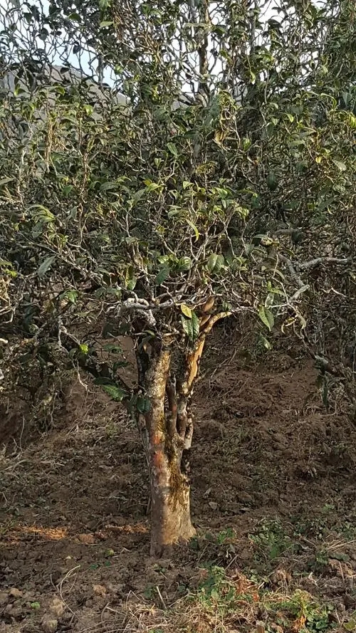 2022年鎮(zhèn)沅老海塘古樹春茶多少錢一公斤?