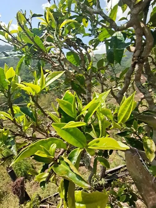 2022年鎮(zhèn)沅砍盆箐古樹春茶特點？