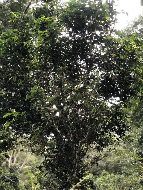 2022年鎮(zhèn)沅砍盆箐古樹(shù)春茶口感？