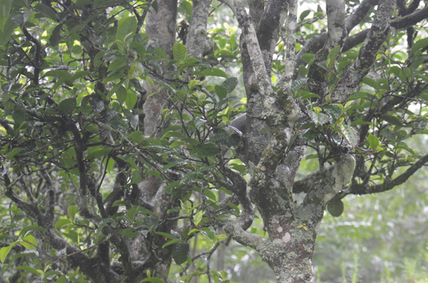 2022年砍盆箐古樹春茶云南八大茗茶