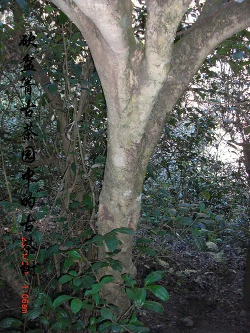 2022年鎮(zhèn)沅砍盆箐古樹春茶多少錢一公斤？