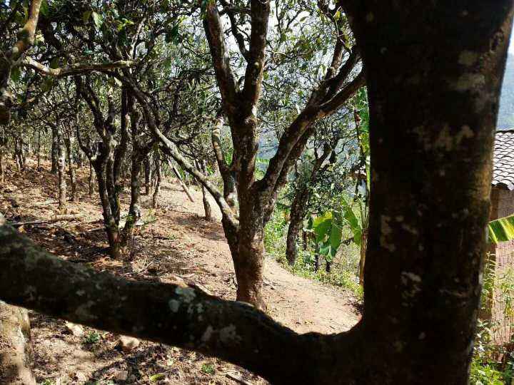 2022年鎮(zhèn)沅打筍山古樹春茶多少錢一公斤？