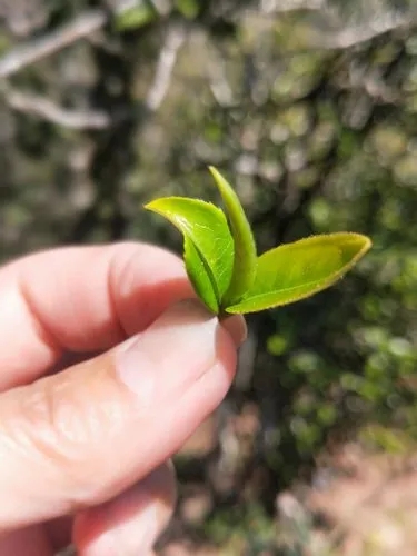 2022年野性十足的鎮(zhèn)沅打筍山古樹春茶！