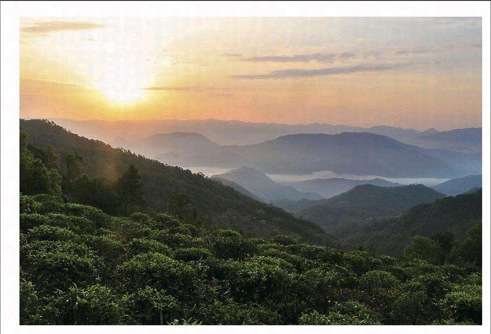 2022年鎮(zhèn)沅老烏山古樹春茶口感？