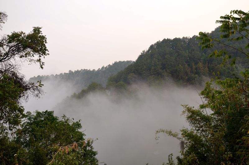 2022年鎮(zhèn)沅老烏山古樹春茶多少錢一公斤？