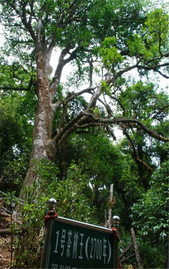 2022年鎮(zhèn)沅千家寨古樹春茶價(jià)格？