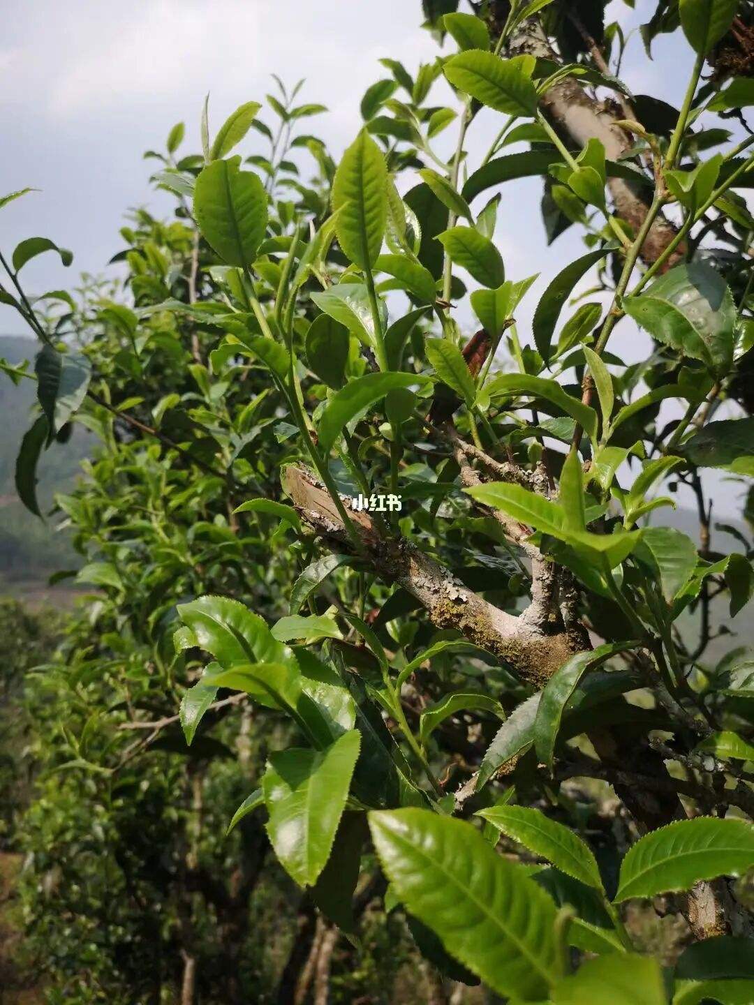 2022年寧洱擺尾箐古樹(shù)春茶口感？