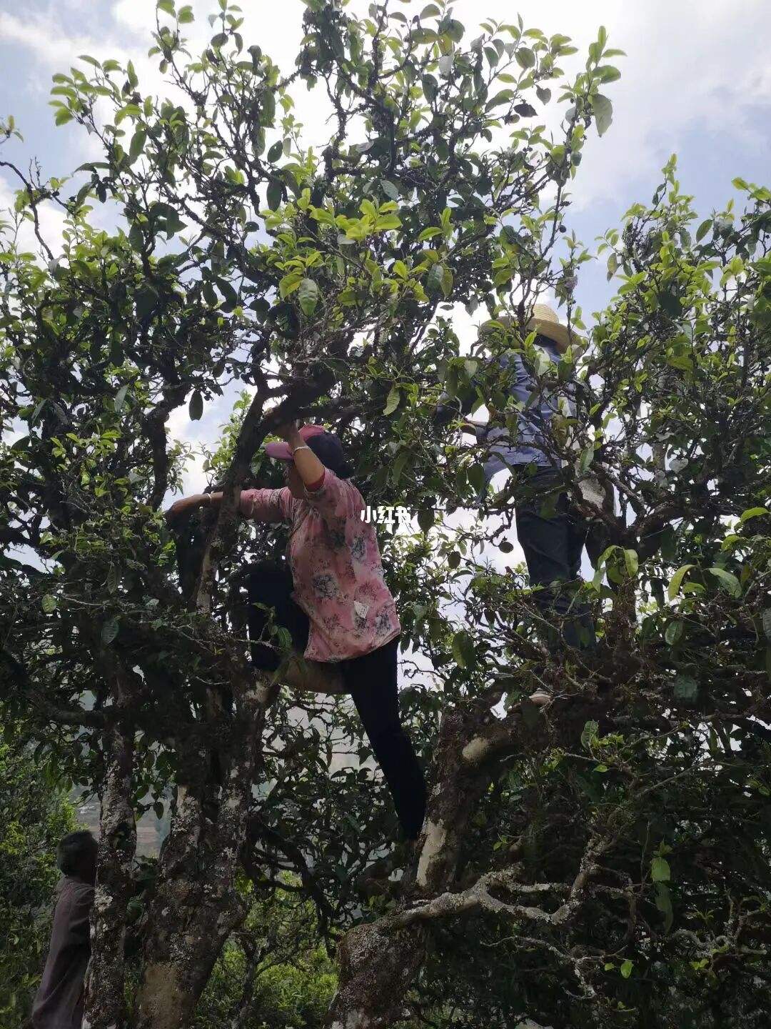 2022年寧洱擺尾箐古樹春茶特點(diǎn)？