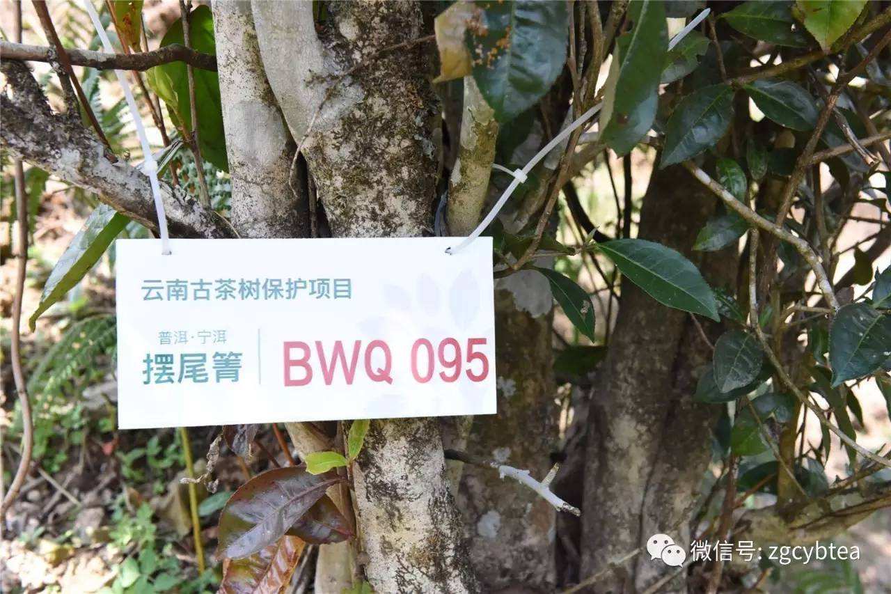 2022寧洱擺尾箐古樹春茶多少錢一公斤？