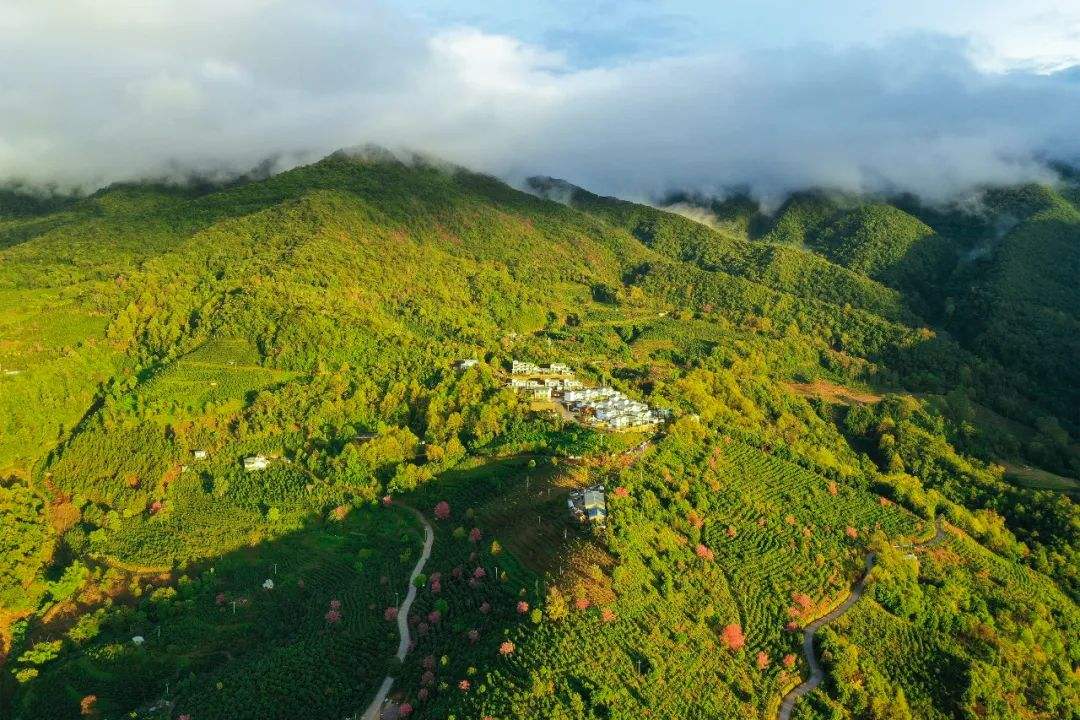 2022年困鹿山古樹春茶口感是什么？