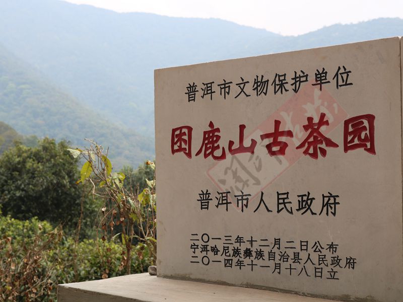 2022年困鹿山古樹春茶多少錢一公斤？