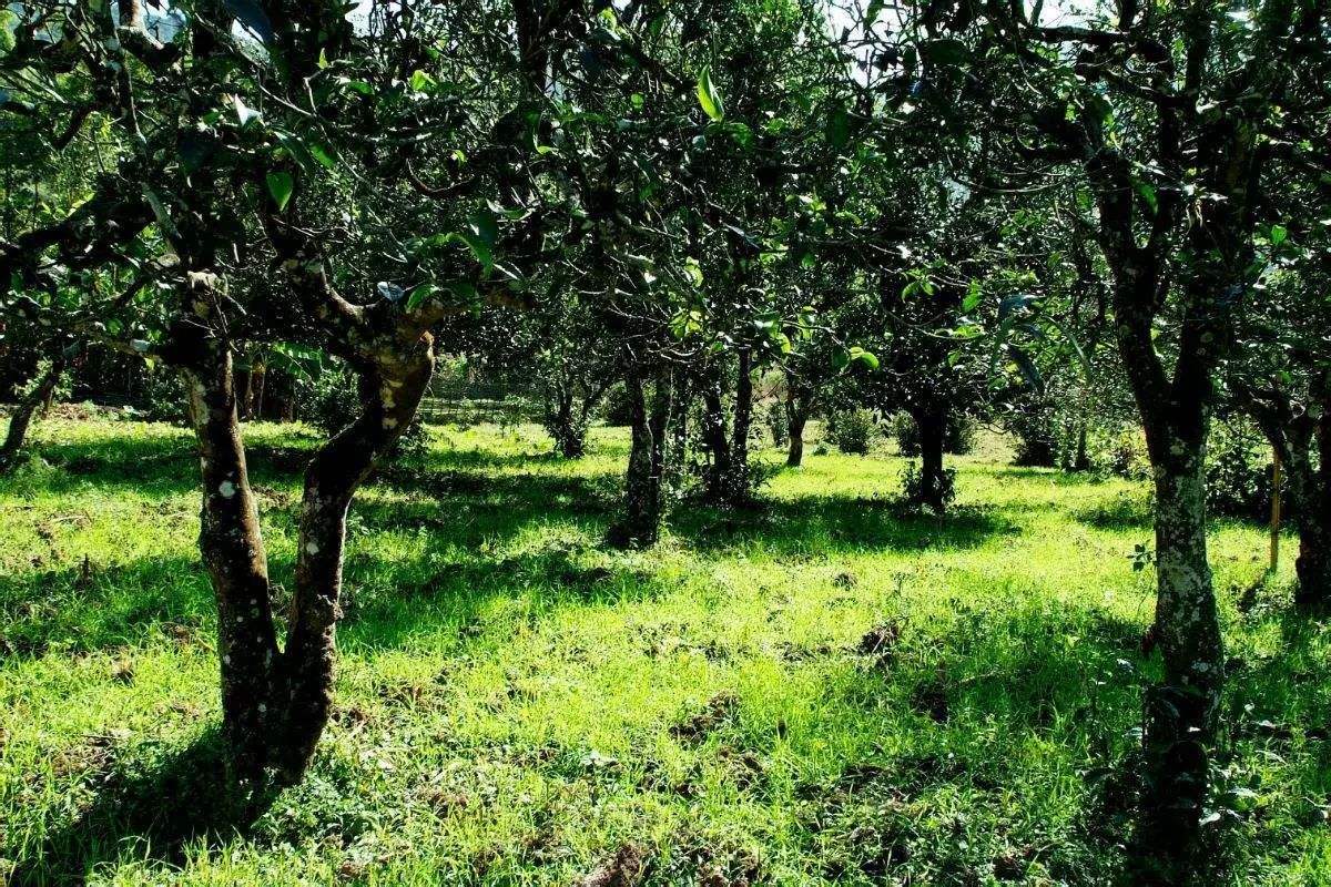 2022年困鹿山古樹(shù)春茶價(jià)格？