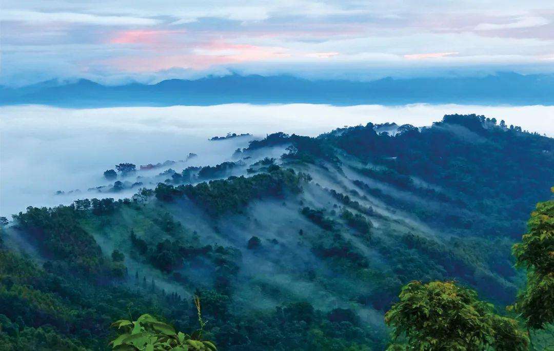 2022年景邁山古茶林為什么可以申遺？