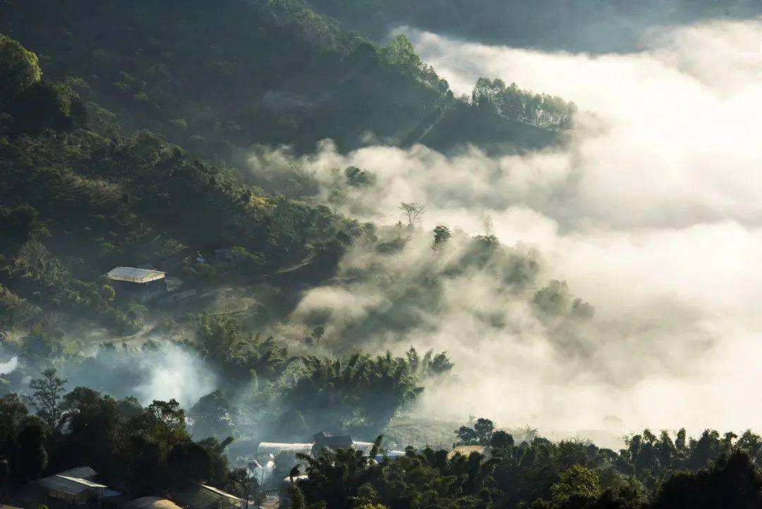 2022景邁山古樹春茶價格？