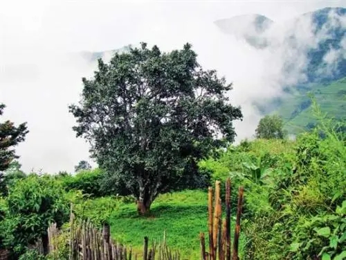 2022年邦威古樹春茶口感是什么？